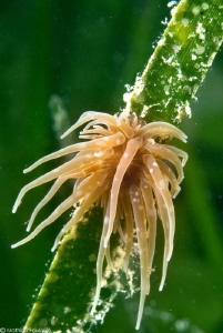 Paranemonia cinerea (Thau lagoon) by Mathieu Foulquié 